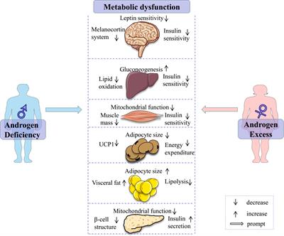 Advances in mitochondria-centered mechanism behind the roles of androgens and androgen receptor in the regulation of glucose and lipid metabolism